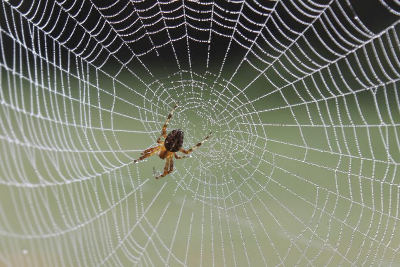 Spider silk made in the laboratory has nothing to envy.