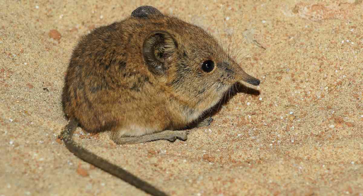 The reappearance of the shrew is good news; it was thought to be extinct.