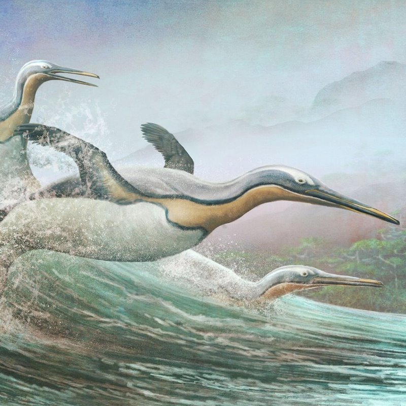 The old penguins flew, but at some point they decided to put their wings in the water.