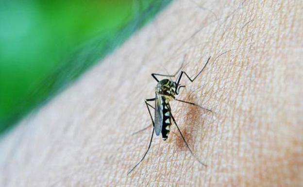 Why do some mosquitoes prefer humans? Is it your natural behavior?