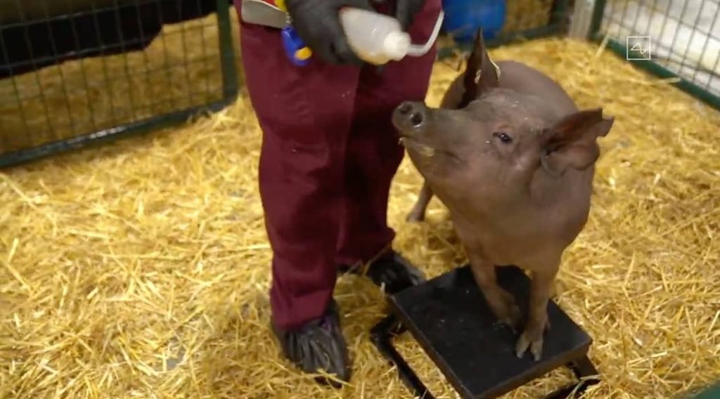 They showcase pigs with Neuralink implants to demonstrate how this technology monitors the brain.