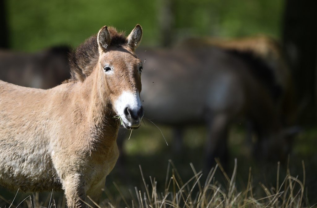 The horse cloned from frozen remains, a Przewalski specimen, is a genetic landmark.