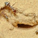 Ants guided by an internal pedometer