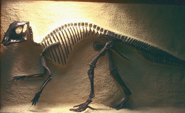The hadrosaur found so far raises many questions.
