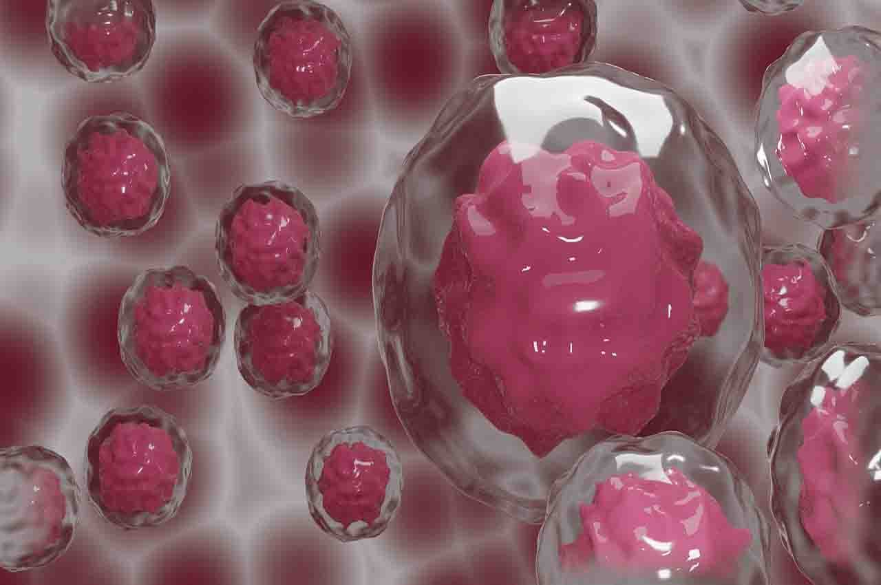 Stem cells in the embryo