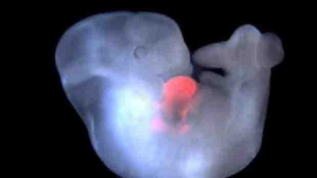 hybrid animal / human embryo