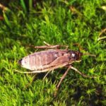 The insects that have lost the ability to fly