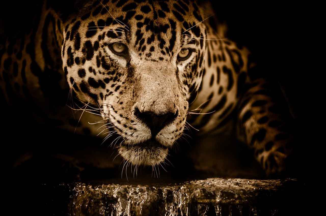 Jaguar conservation