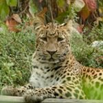 Preserving the jaguar in America is a battle that is not lost