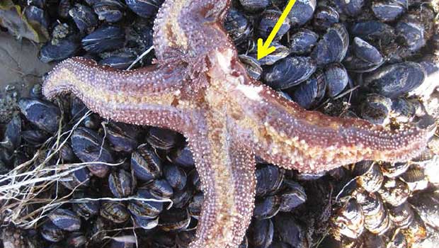 The starfish suffocate and it's like a disease spreading.