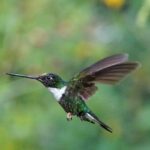 The surprising hummingbird fascinates and falls in love with those who see it