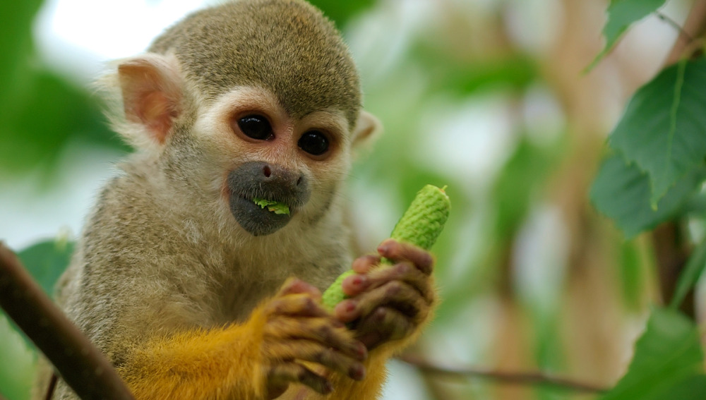 Marmoset monkeys distinguish other people's conversations and pure monologues.