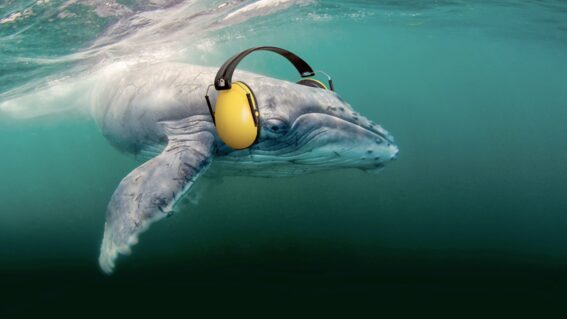 Noise pollution dominates the sea, affecting species in the ocean.
