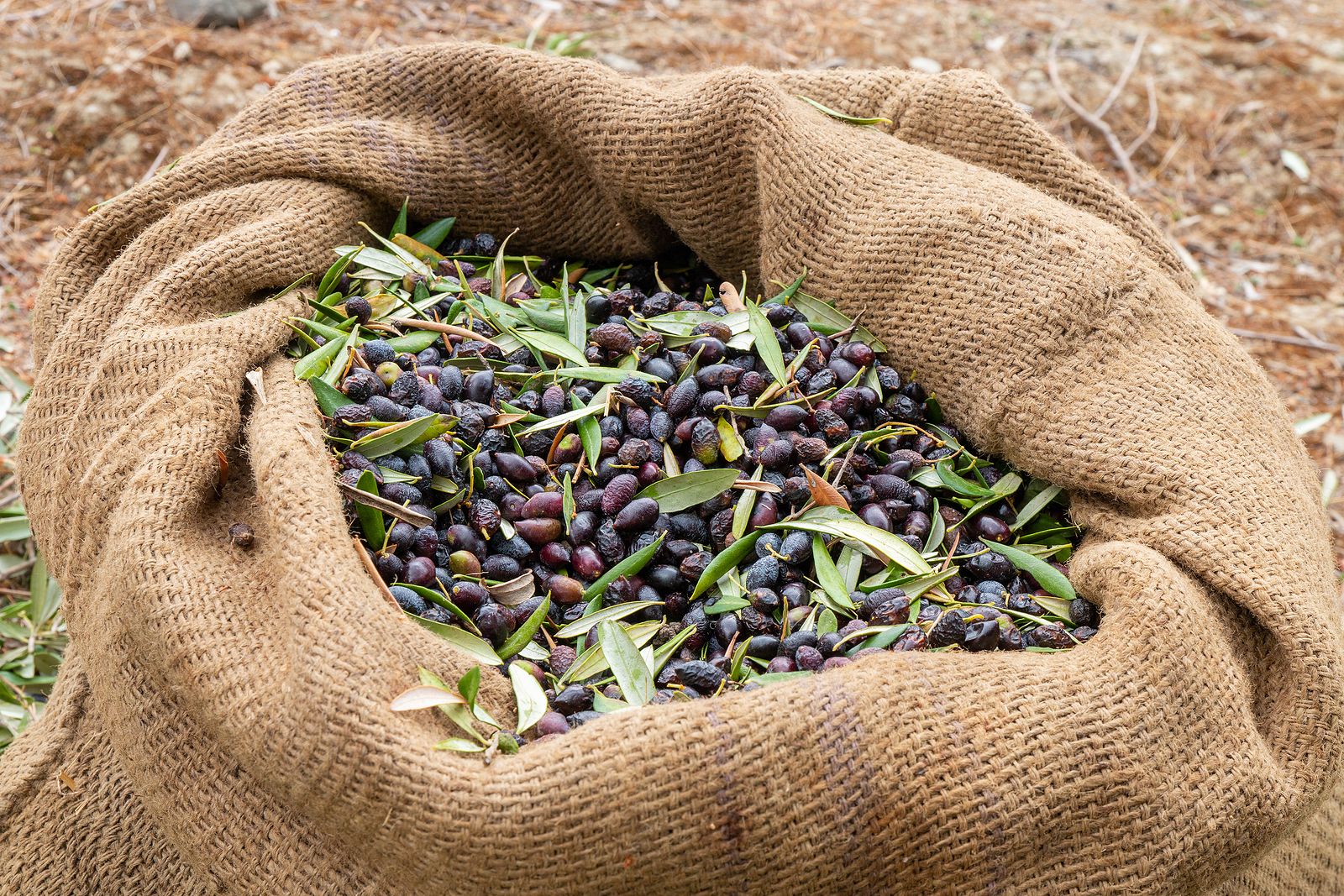 Olives are an essential element of European gastronomy.