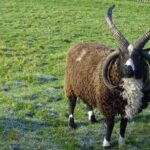 El misterio de las cabras con cuatro cuernos tiene su origen en cierto gen.