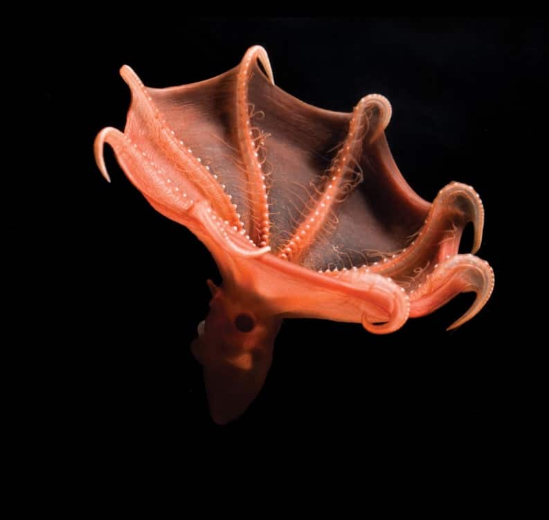 One of the secrets of the vampire squid was the secret of its origin.