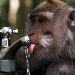 Humans evolved to drink less water