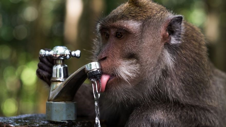 Humans evolved to drink less water and take advantage of this.