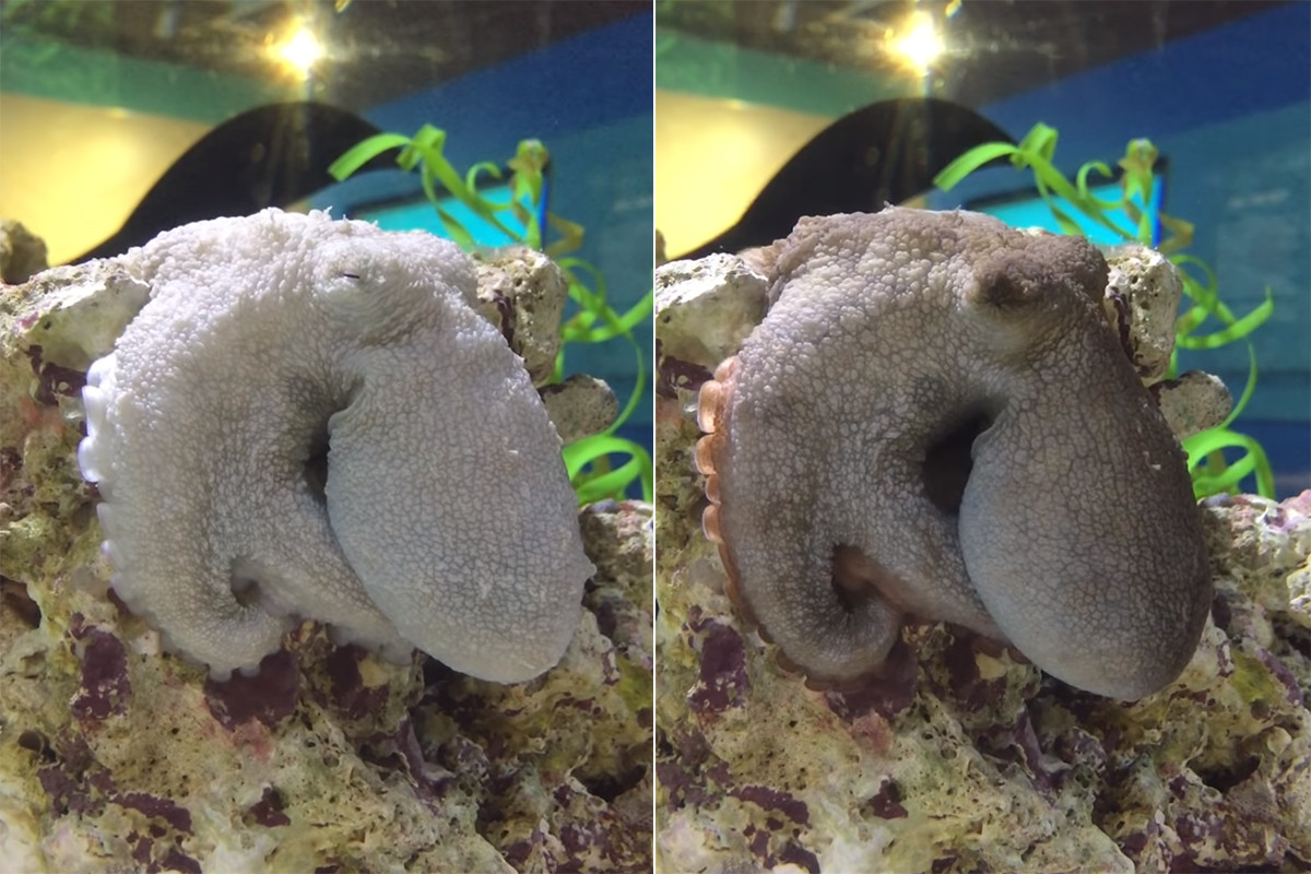 Octopuses change color when dreaming.  Is it the equivalent of snoring?