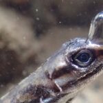 The lizards' secret to breathing underwater