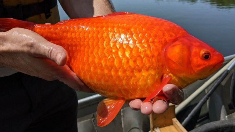 In some regions of the United States, goldfish infestations are producing large specimens.