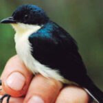 A new species of bird in New Guinea