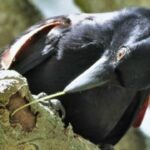¿Cómo aprendieron los cuervos a fabricar ganchos? ¿Qué material usan?