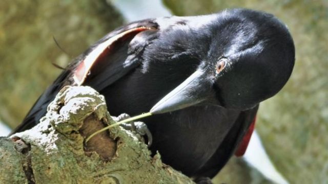 How did crows learn to make hooks?  What material do you use?