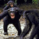 Las batallas entre gorilas y chimpancés son feroces.