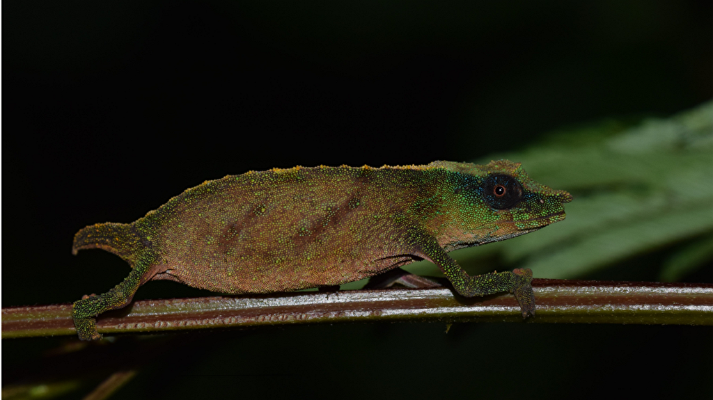 Rarest chameleon in the world found