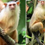 El nuevo primate descubierto en Brasil confirma la diversidad amazónica que falta descubrir.