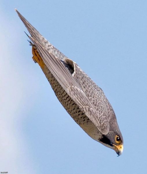 The impressive peregrine falcon breaks any speed record.