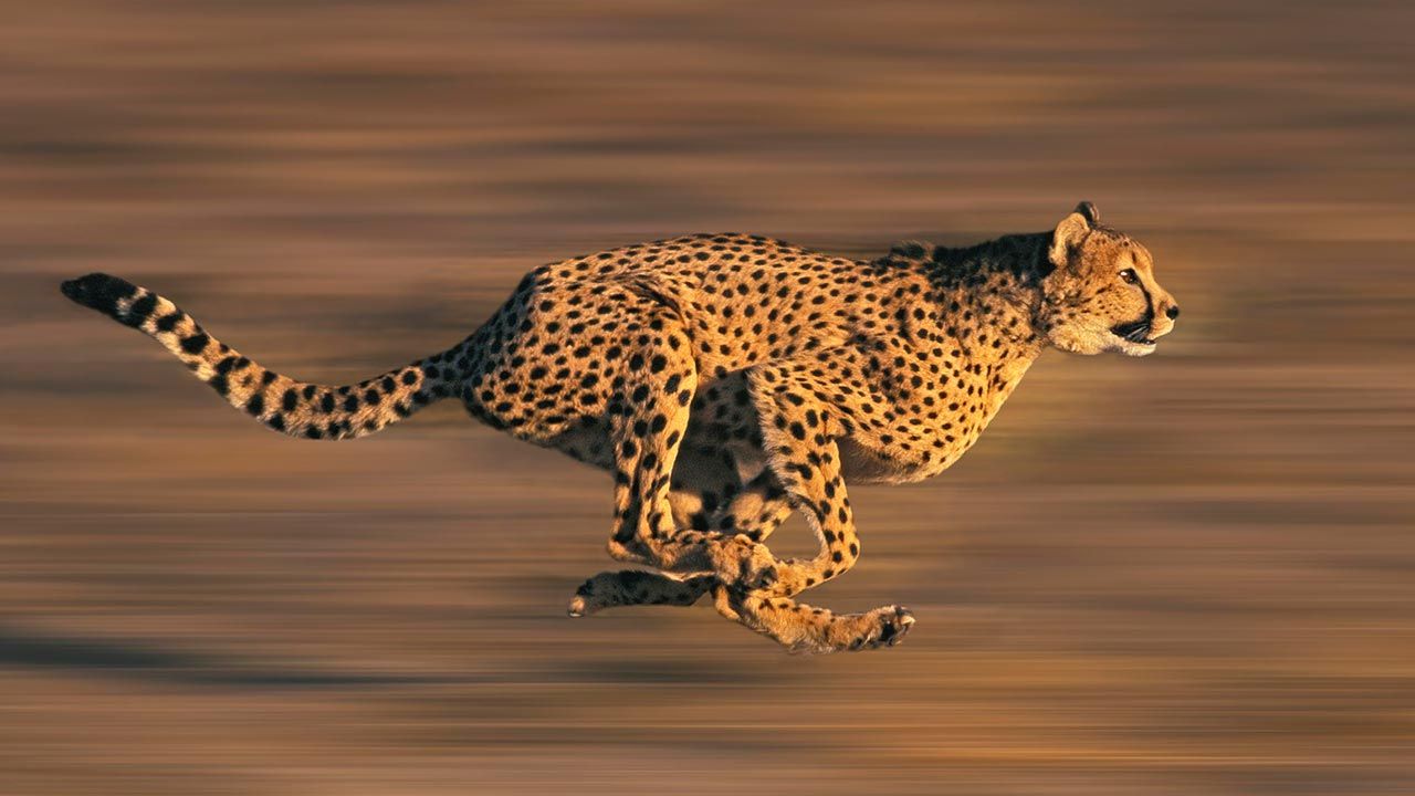 What are the fastest animals in the world? On land, it is the cheetah.