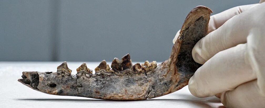 This would be the jaw of America's oldest dog.