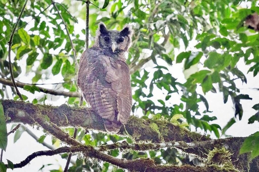 The sneaky giant owl was photographed