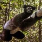 The singing lemurs of Madagascar