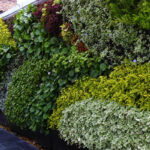 Plant walls to keep warmth in