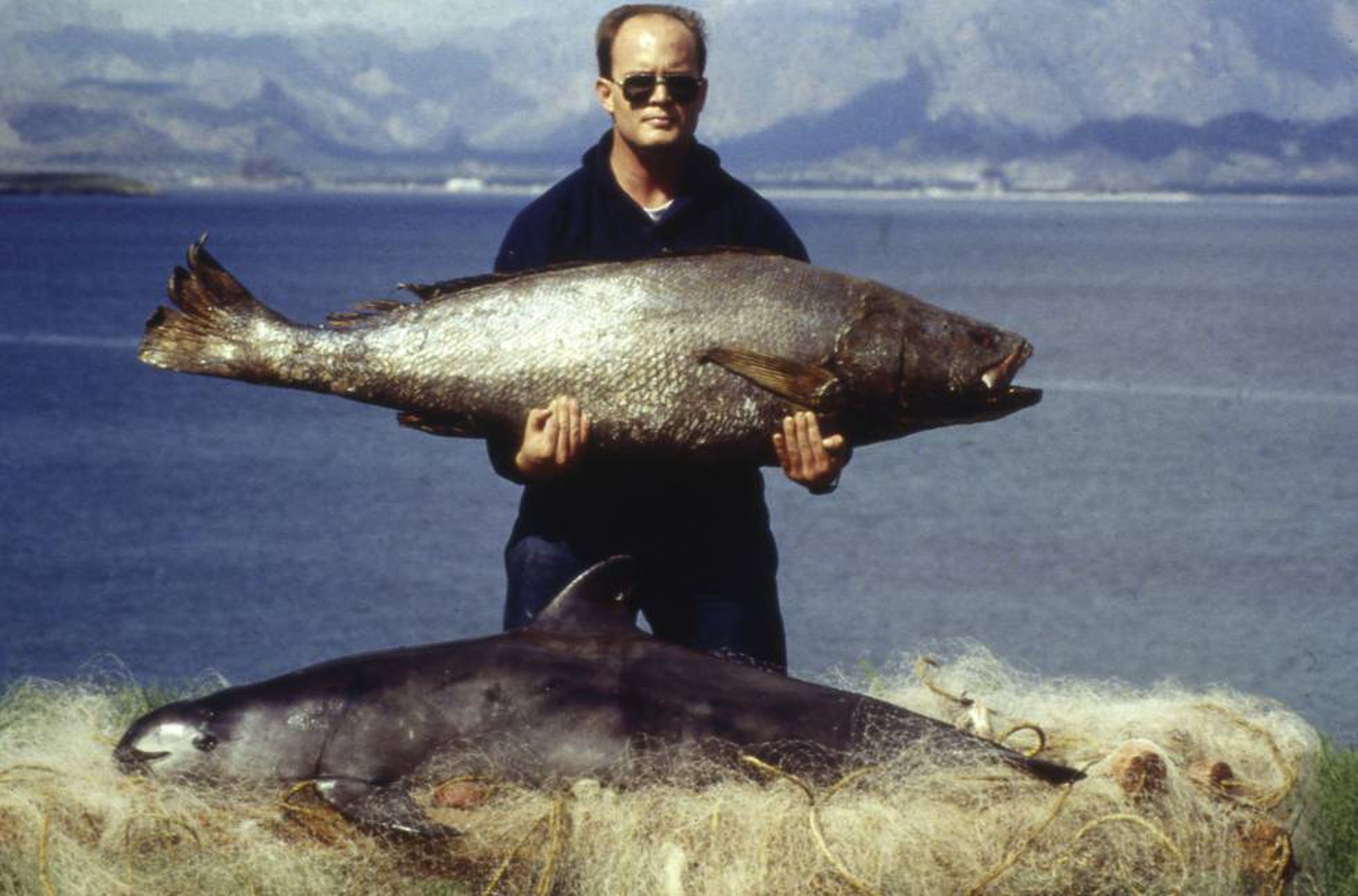 In the photo, a totoaba, and its collateral damage, a vaquita in the net.