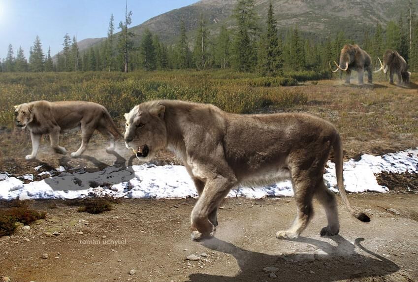 Cave lions of North America