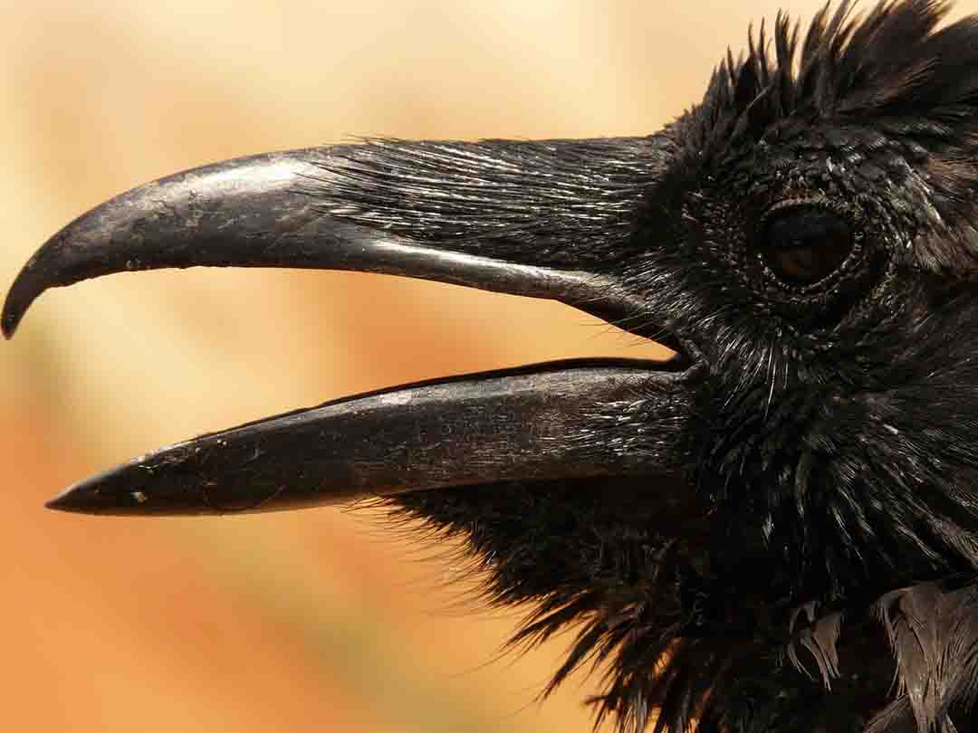 crows to pick up cigarette butts