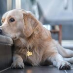 Dogs show mourning for other dogs