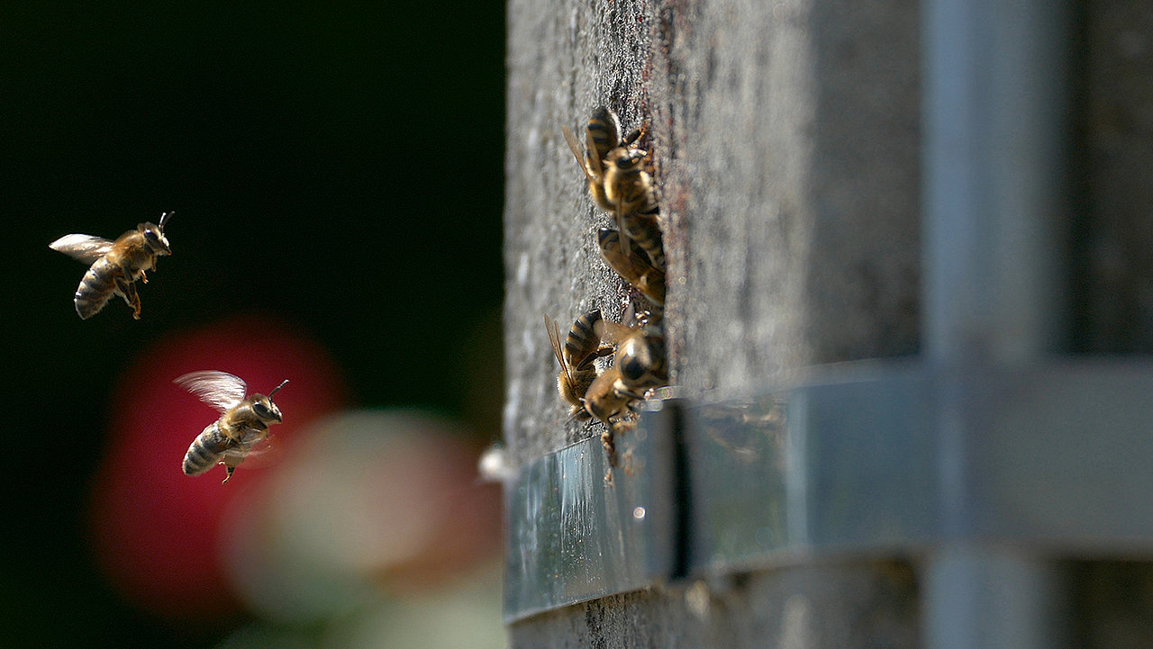 There are still wild bees in Europe