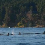 Confirmation that killer whales hunt blue whales
