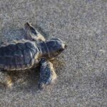 Artificial intelligence to help sea turtle species
