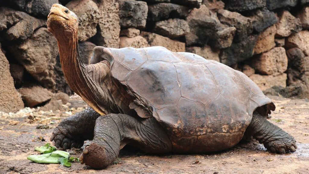 A new species of tortoise in the Galapagos Islands