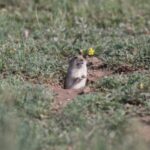 The rodent that cuts pastures for protection