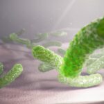 The giant-sized bacterium