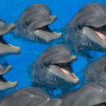 Why do male dolphins whistle?