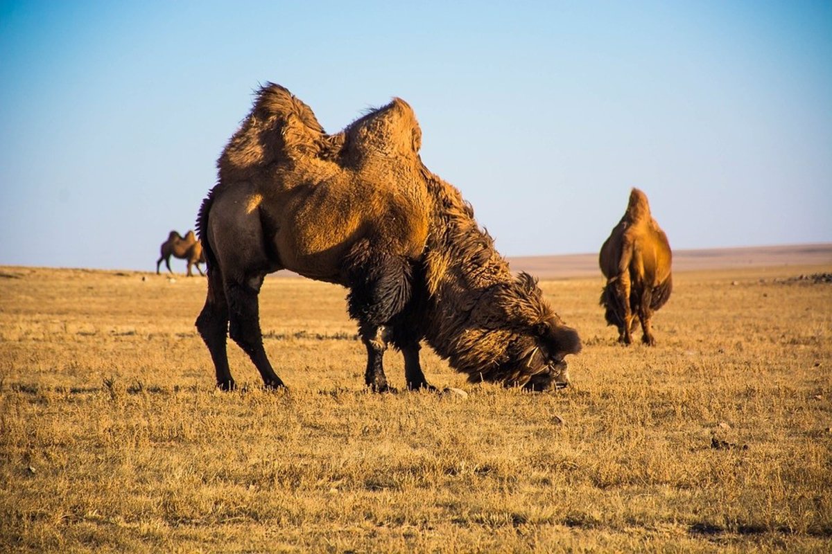 Archaic humans may have contributed to the end of the giant camel.