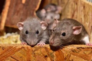 Rat infestation increased in large cities during the pandemic
